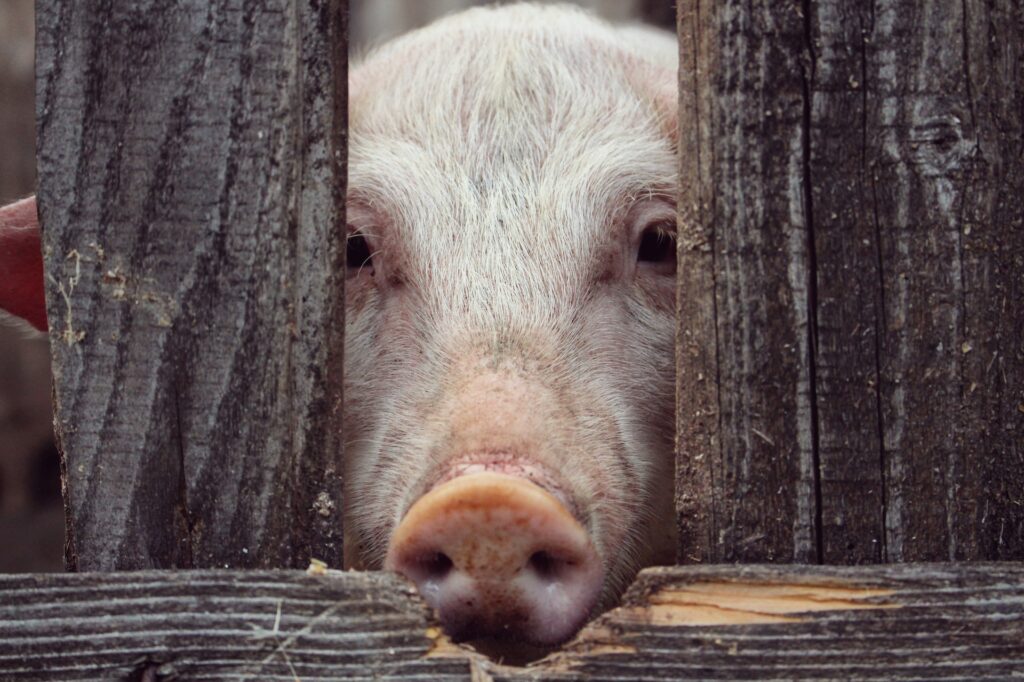 Свинья за свиньей. Россияне захватывают рынок, раз за разом подкладывая свиней беларускому свиноводству
