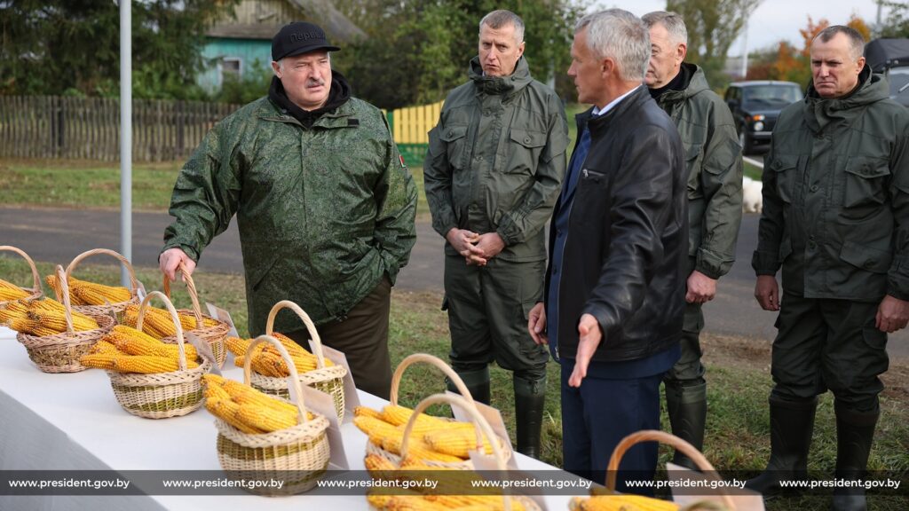 И даже кукуруза хуже западной. Лукашенко проинспектировал кукурузные поля