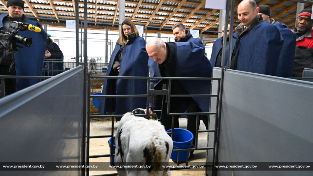 Как Лукашенко искал утешения среди телят