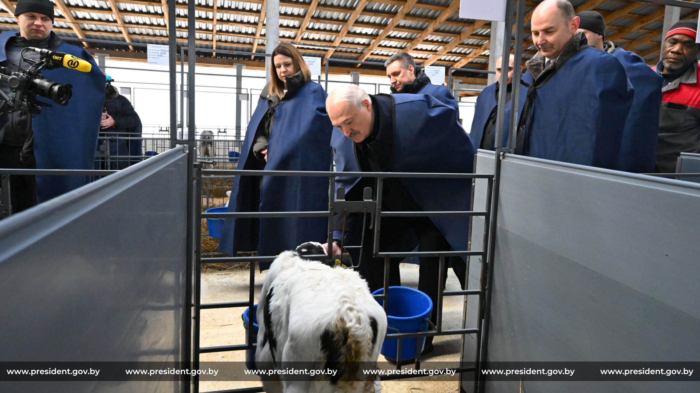 Как Лукашенко искал утешения среди телят
