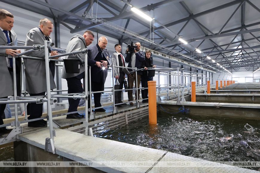 Рыбный день. Лукашенко решил завалить Беларусь рыбой